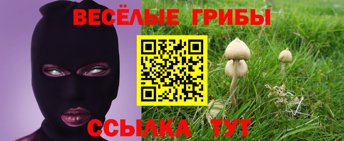 Псилоцибиновые грибы мицелий Горно-Алтайск